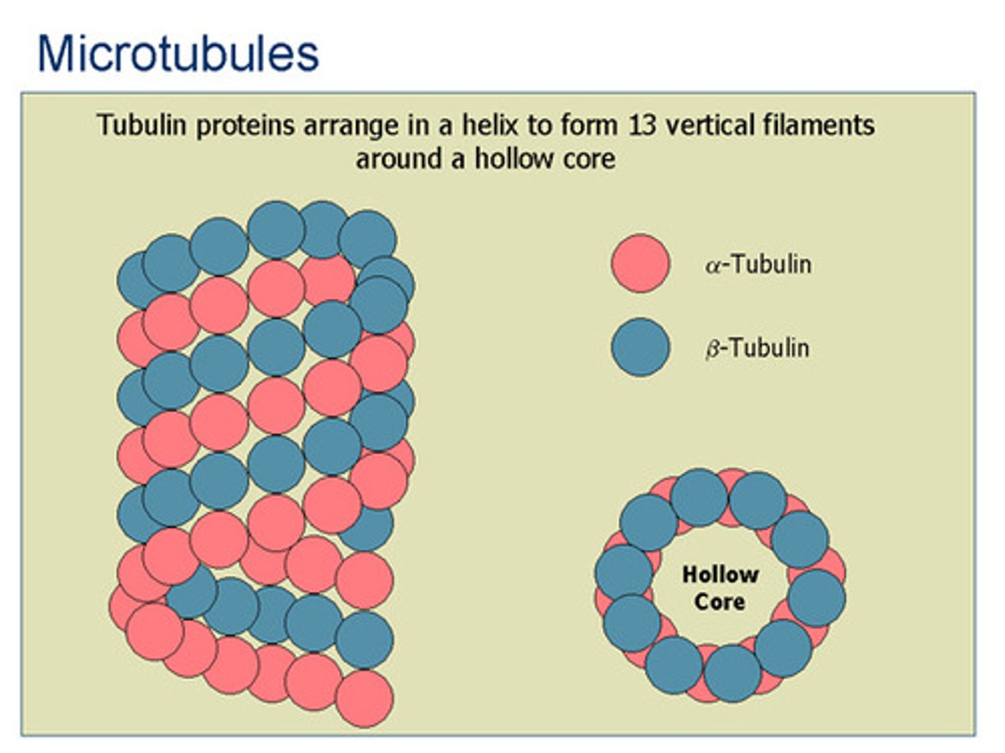 <p>Support the cell and facilitate mobility for cell activities.</p>