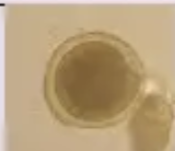 <p>Identify</p>