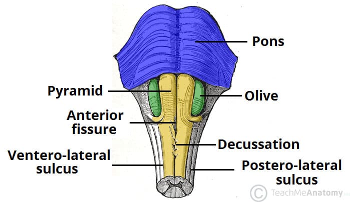 <p>-Has ascending sensory + descending motor tracts, nuclei</p><p>-pyramids = ventral surface bulge</p><ul><li><p>motor tracts that pass from cerebrum to spinal cord</p></li><li><p>Control voluntary movement in limbs n trunk</p></li></ul><p>-decussation (crossing) of pyramids, crosses over</p><ul><li><p>L side of brain controls R side body functions (and vice versa)</p></li></ul><p></p>