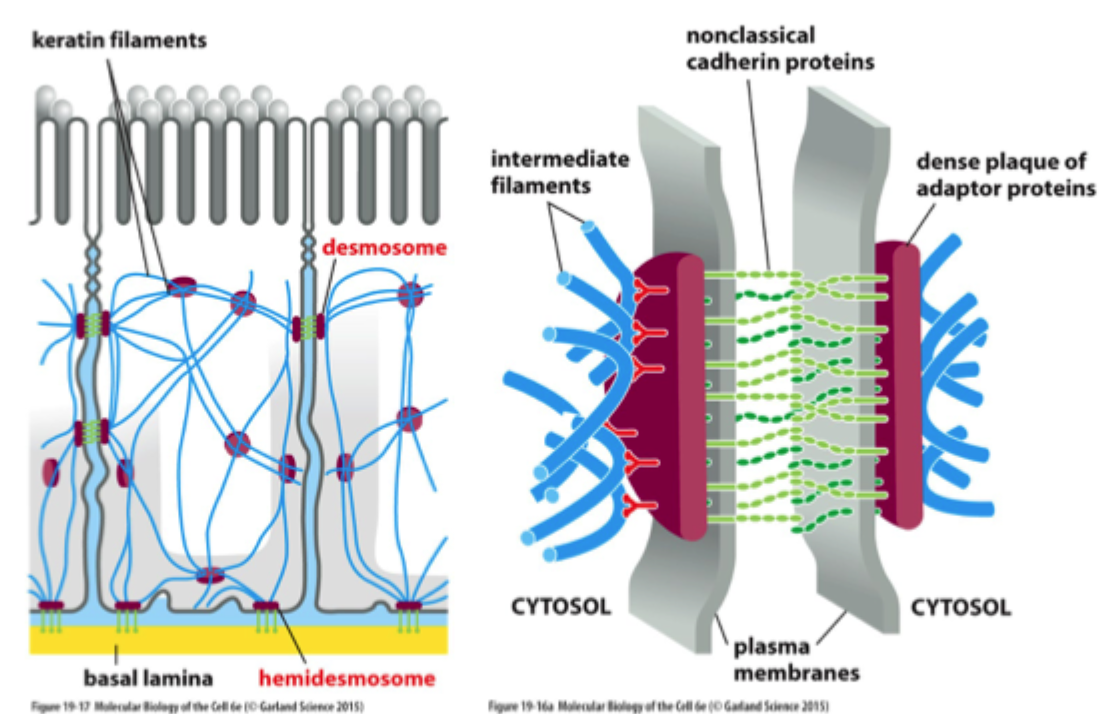 <p><strong>Intermediære filamenter</strong>, fx keratin.</p>