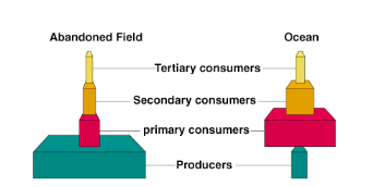 <p><span style="background-color: transparent;">pyramid of energy: An average of 10% of energy is transferred from one trophic level to the next</span><br><br>pyramid of biomass <span style="background-color: transparent;">can either mirror the energy pyramid (as for the abandoned field) or be inverted (as for the ocean).</span></p>