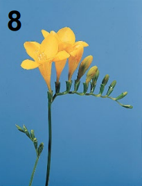 <p>Freesia</p>