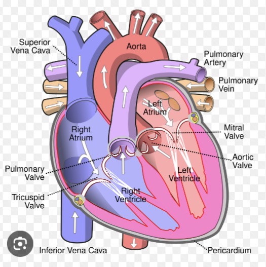 <p><strong>Chambers:</strong><span> R/L Atria (receiving) and R/L Ventricles (pumping).</span></p><p><strong>Valves:</strong><span> AV (Tricuspid/Mitral) and SL (Pulmonary/Aortic). </span><strong>Vessels:</strong><span> Vena cavae, Pulmonary trunk/arteries, Pulmonary veins, Aorta.</span></p>