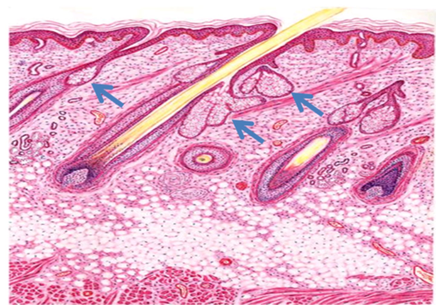 <p>structure found in tissue?</p>