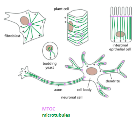 <p>Microtubule Organizing Centers (MTOC)</p>