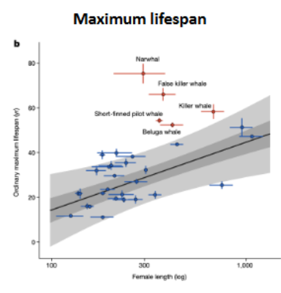 <p>How do species with menopause differ from others?</p>