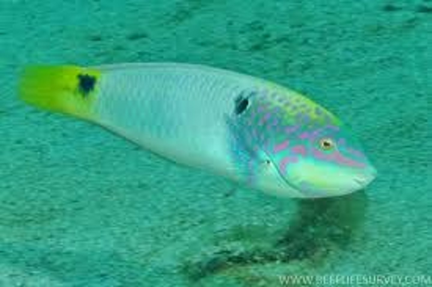 <p>Halichoeres trimaculatus</p>