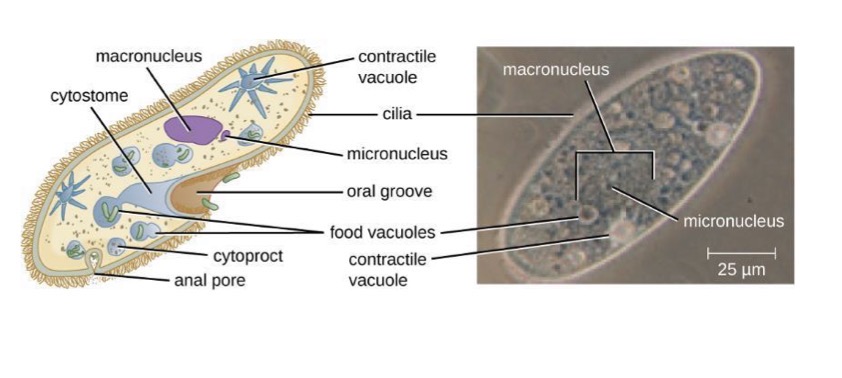 <p>Supergroup: Chromalveolata</p><ul><li><p>Free living ciliated often in aquatic habitats</p></li></ul><p></p>