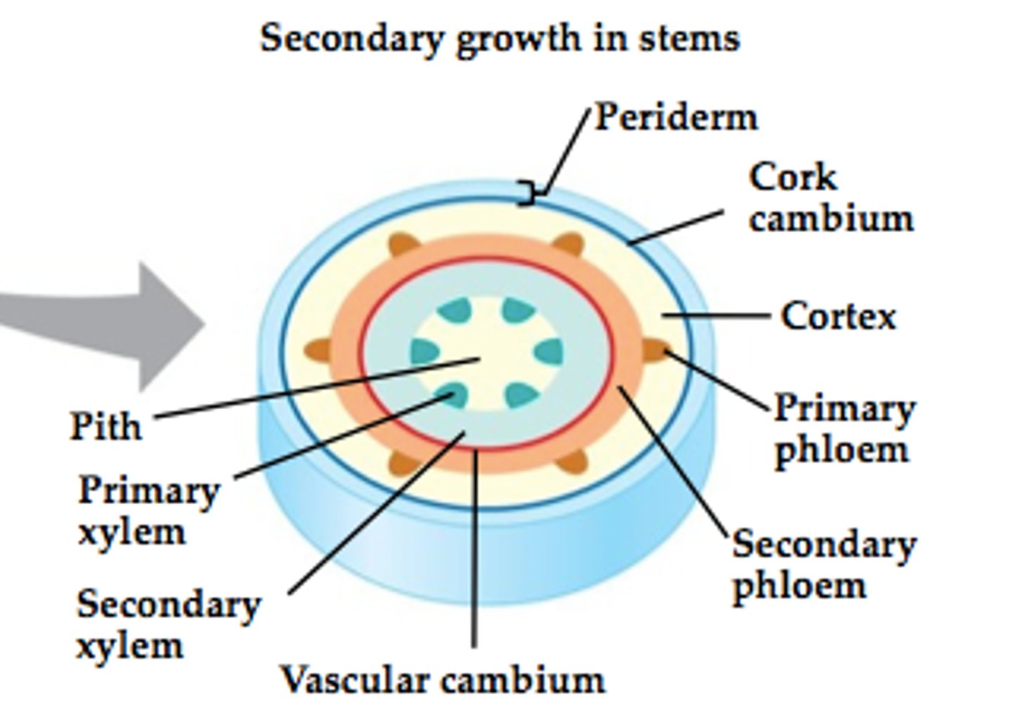 <p>secondary phloem</p>