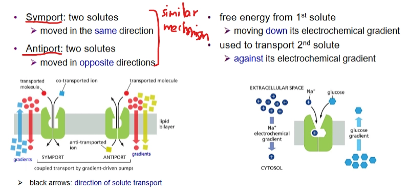<ol><li><p>symport</p><ol><li><p>2 solutes moved in same direction</p></li></ol></li><li><p>antiport</p><ol><li><p>2 solutes moved in opposite direction</p></li></ol></li></ol><p>For both, free energy from 1st solute moving down its electrochemical gradient is used to transport the 2nd solute against its electrochemical gradient.</p><p></p>