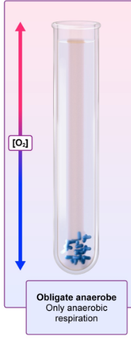 <p>Only anaerobic respiration </p>