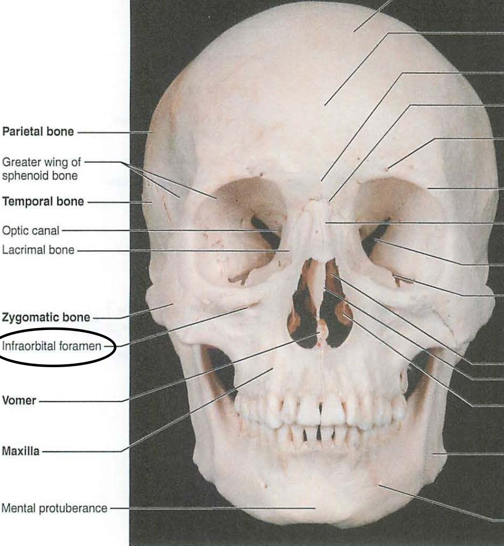 <p>i. infraorbital foramen</p>