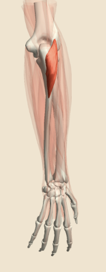 <p>What the highlighted structure is acting on the<strong><mark data-color="#f7b8ff" style="background-color: rgb(247, 184, 255); color: inherit;"> Forearm</mark></strong><mark data-color="#f7b8ff" style="background-color: rgb(247, 184, 255); color: inherit;">.</mark> What muscle is this called?</p>