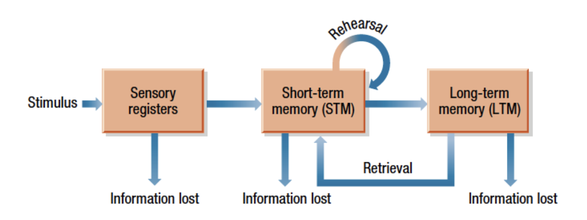 <ul><li><p>Verbal rehearsal keeps information active in STM and strengthens the trace to increase the chance it will be stored in LTM </p></li></ul><p></p>