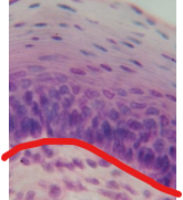 <p>Layer</p>