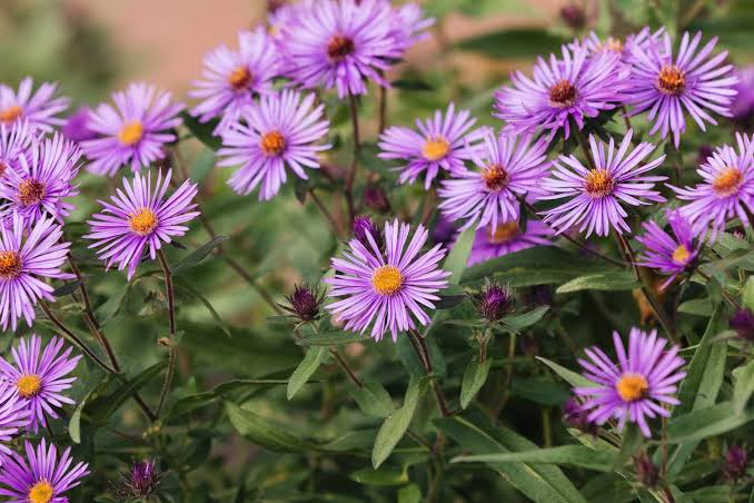 <p>Forb - Tall native perennial with purple, pink, or occasionally white flowers surrounding yellow centers. Favors moist prairies and meadows and supplies nectar late in the growing season.</p>