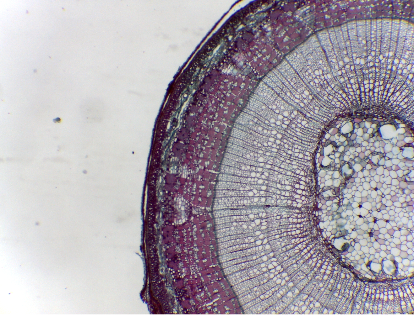 <p>See Image: A cross section has vascular bundles arranged in a ring around a pith. What is it?</p>