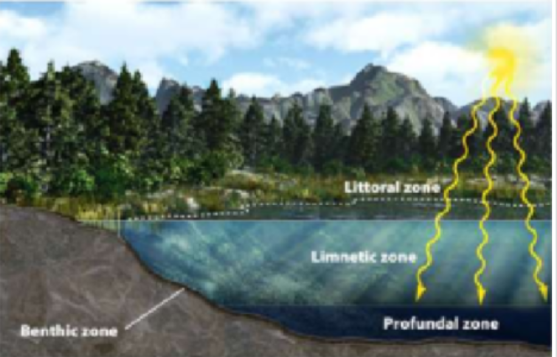 <p>open water beyond littoral zone where dominant photosynthetic orgabisms are floating algae</p>