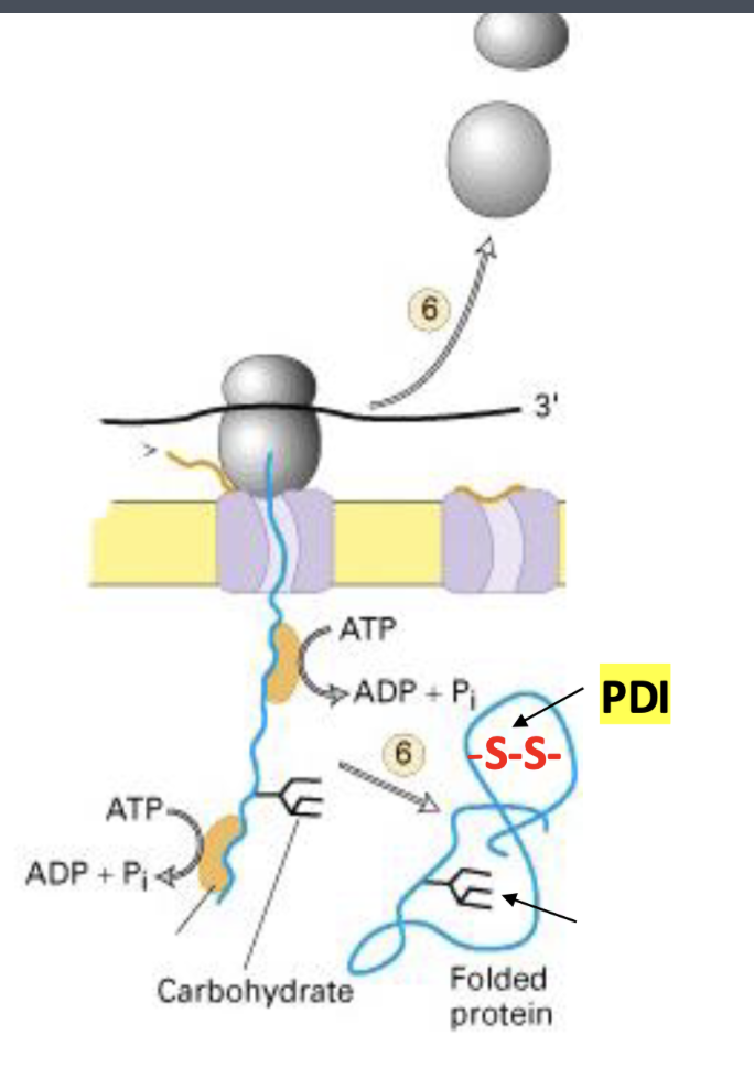<p>catalyzes oxidation of free SH groups to S-S bridges - helps proteins achieve correct folded structures </p>