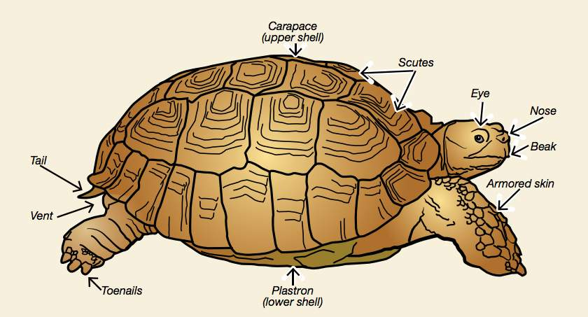 <p>Chelonia exoskeleton </p>