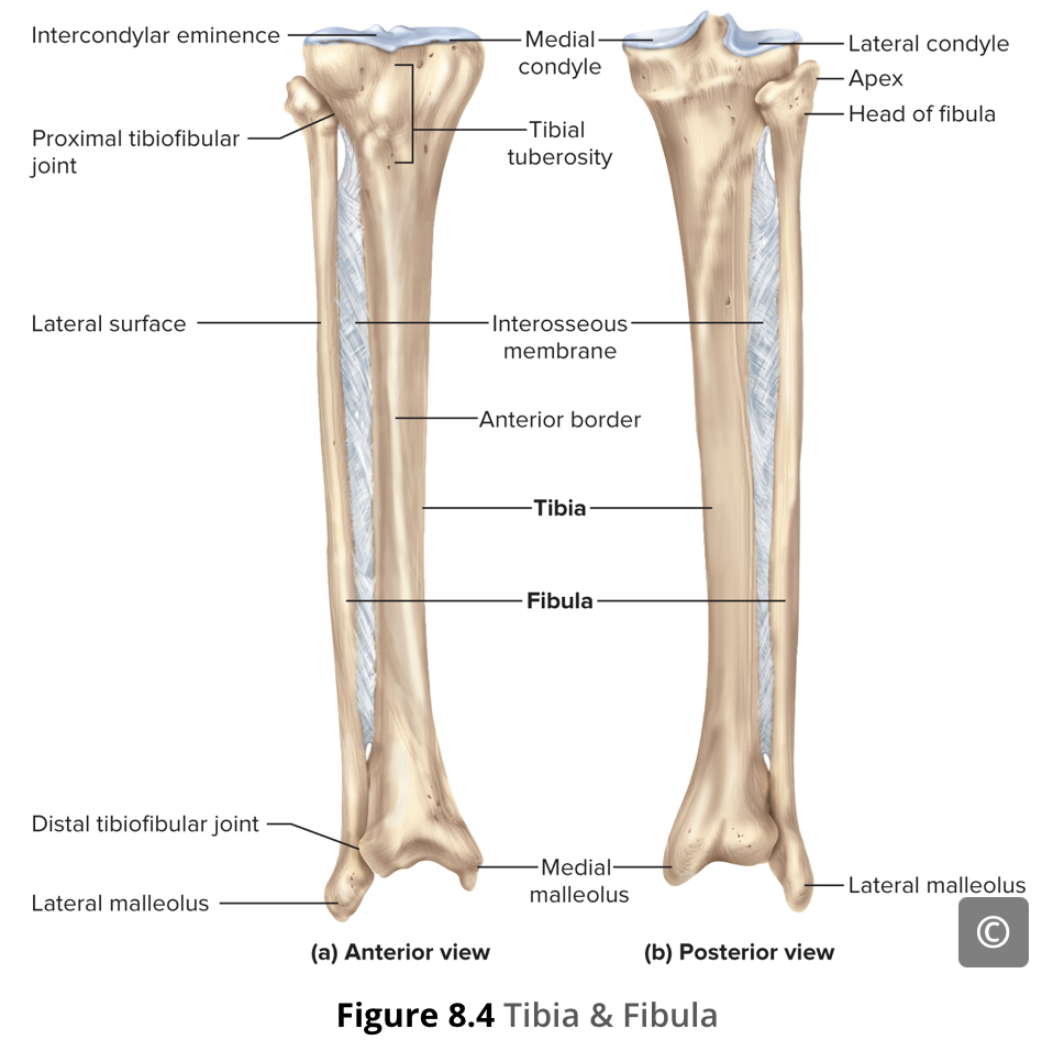 <p>The proximal end of the tibia is greatly expanded. The two sides of this expansion form the medial and lateral condyles of the tibia.</p><p><span>The superior surface of each condyle is smooth and flattened. These areas articulate with the medial and lateral condyles of the femur to form the knee joint.</span></p>
