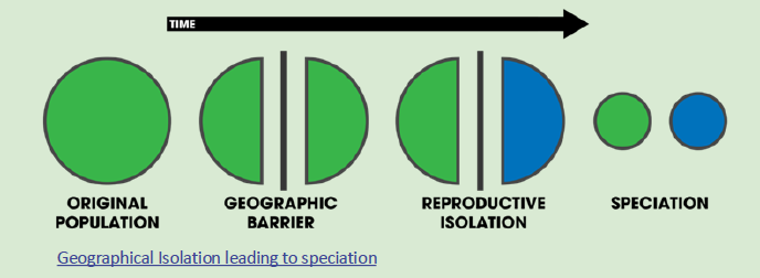 <p>Geographical Isolation:</p><ul><li><p><span>Reproduction isolation is often a result of geographical isolation</span></p></li><li><p><span>Geographical isolation occurs when two populations of the same species are prevented from producing because of geographical features such as rivers, mountains, or being on different islands</span></p></li></ul><p></p>