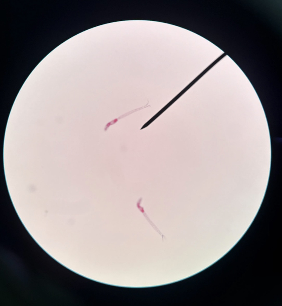 <p>What is this?</p>