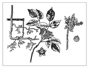 <p>Identify the species</p>