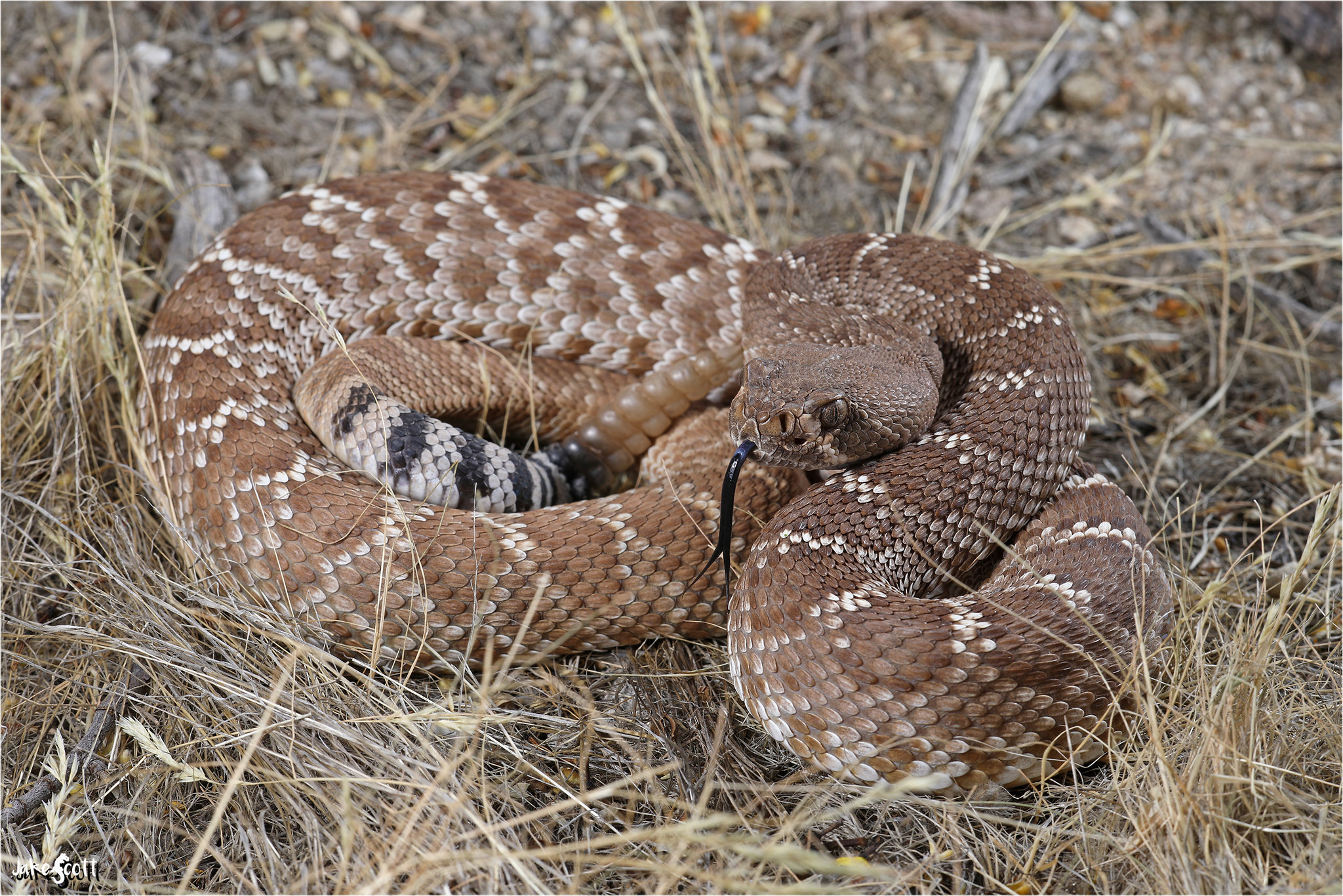 <p>Alethinophidia, Colubroidea, Viperidae, Crotalinae<br>Crotalus ruber<br>Red diamond rattlesnake</p>