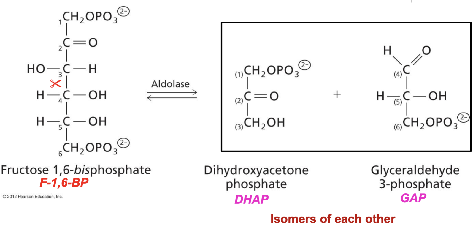 <p>F-1,6-BP <span data-name="left_right_arrow" data-type="emoji">↔</span> GAP + DHAP. Lysis</p><p>Reversible, free energy change close to 0 (not regulated).</p><p>Fructose-1,6-bisphosphate is lysed in between its 3rd and 4th carbon to create 2 3-carbon intermediates: DHAP, a ketone, and glyceraldehyde-3-phosphate (G3P/GAP), an aldehyde. These molecules are isomers of one another.</p>
