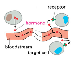 <p>What signaling pathway is occurring in this picture?</p>