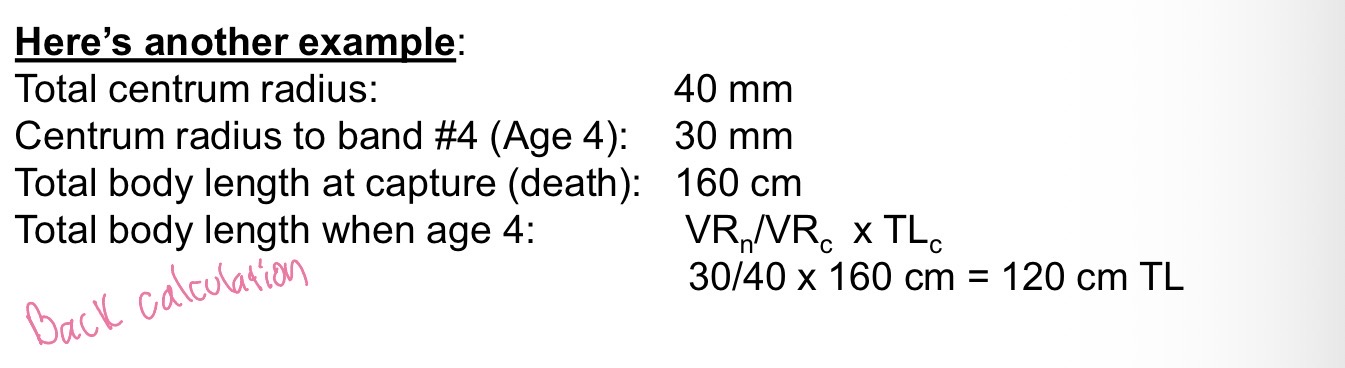 <p>TLn= VRn/VRc x TLc</p><p>Total length Typical growth= Vertebra radius (at age n (ring))/Vertebra radius (at captured) x Total length (captured)</p>