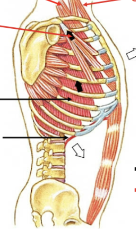 <p><strong>Pectoralis minor </strong>(opens chest cavity = elevates ribs 3-5)<strong>, scalenes </strong>(elevates ribs 1-2)<strong> </strong>and <strong>sternocleidomastoid </strong>(Elevates sternum)</p>