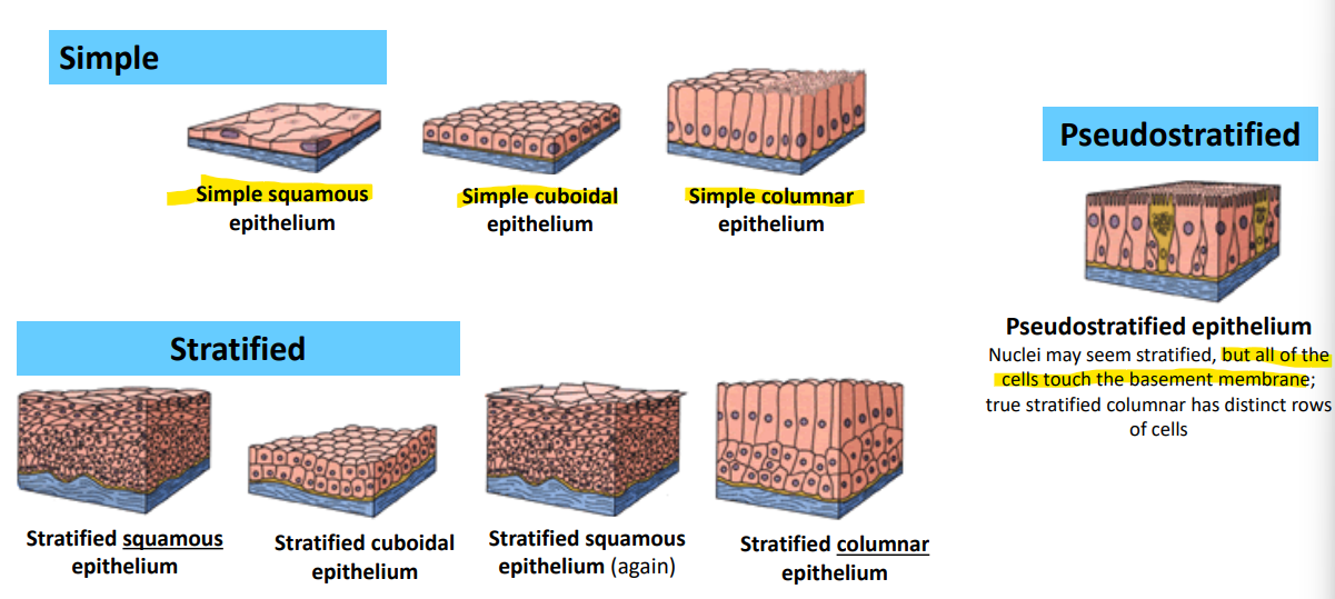 <p>How do you classify epi layers and stuff</p>