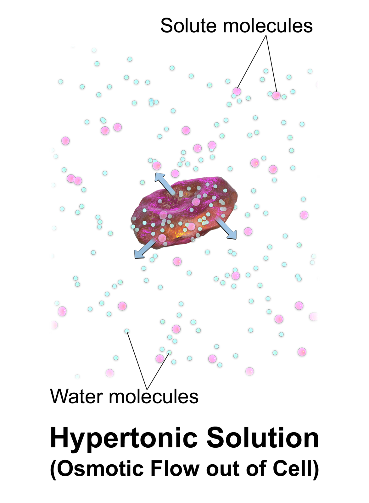 <p>Plasmolysis</p>