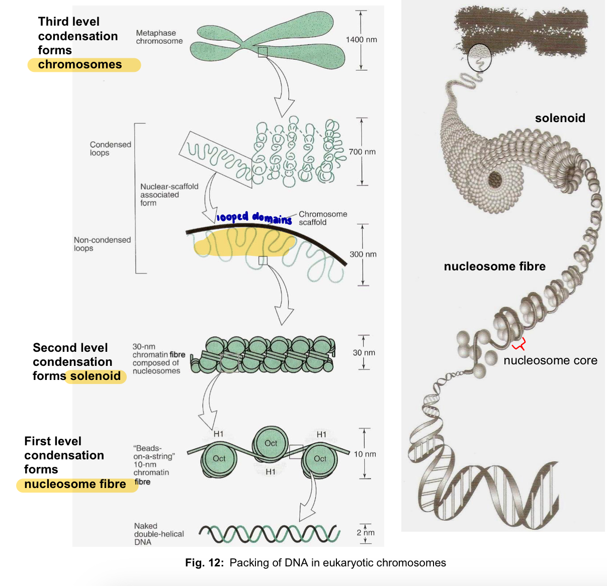 <ol><li><p>Non-histone proteins known as <strong>s<mark data-color="yellow" style="background-color: yellow; color: inherit;">caffold proteins</mark></strong><mark data-color="yellow" style="background-color: yellow; color: inherit;"> are involved in </mark><strong><mark data-color="yellow" style="background-color: yellow; color: inherit;">condensing</mark></strong><mark data-color="yellow" style="background-color: yellow; color: inherit;"> the 30-nm chromatin fibre to form </mark><strong><mark data-color="yellow" style="background-color: yellow; color: inherit;">looped domains</mark></strong></p></li><li><p>In mitotic and meiotic <strong>chromosomes</strong>, the <mark data-color="blue" style="background-color: blue; color: inherit;">looped domains themselves coil and fold, further compacting all the chromatin to produce the characteristic metaphase chromosome</mark></p></li></ol><ul><li><p>width of one chromatid is 700nm</p></li></ul><p>note: particular genes always end up located at the same places in mitotic and meiotic chromosomes, indicating that the packing steps are <u>highly specific</u> and <u>precise</u></p><p>Role of condensation </p><ul><li><p>to <strong>organise and pack</strong> the giant DNA molecules of eukaryotic chromosomes into structures that will <strong>facilitate their segregation onto daughter nuclei </strong></p></li><li><p>DNA molecules of different chromosomes will <strong>not be entangled</strong> and as a consequence, <strong>break</strong> during separation at anaphase (prevent breakage) </p></li></ul><p></p>