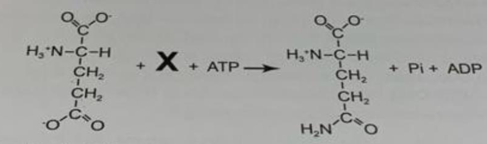 <p><strong>BioChem</strong></p><p class="p1">Dargestellt ist die Reaktion, die von der Glutamin-Synthetase katalysiert wird</p><p class="p1">Welches Molekül geht als “X” in diese Reaktion ein?</p><p class="p1">(A) Ammonium-Ion</p><p class="p1">(B) Asparagin</p><p class="p1">(C) Glutamat</p><p class="p1">(D) NADH</p><p class="p1">(E) Wasser</p>
