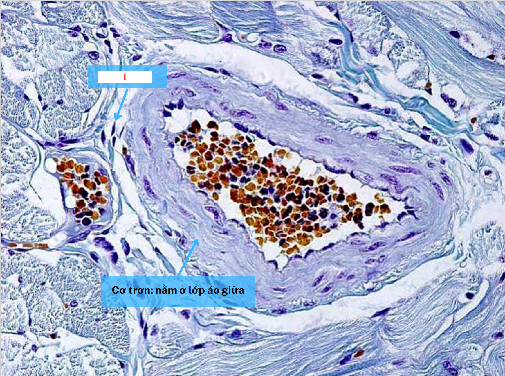 <p>Tế bào số 1 là gì ?</p>