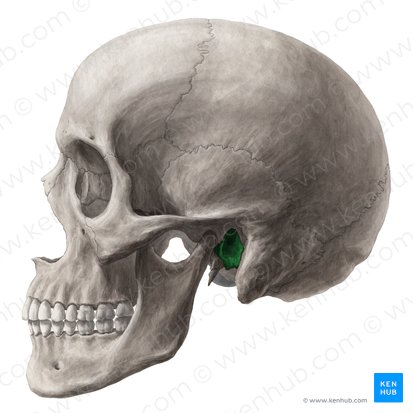 <p>Ear hole. Part of the temporal bone</p>