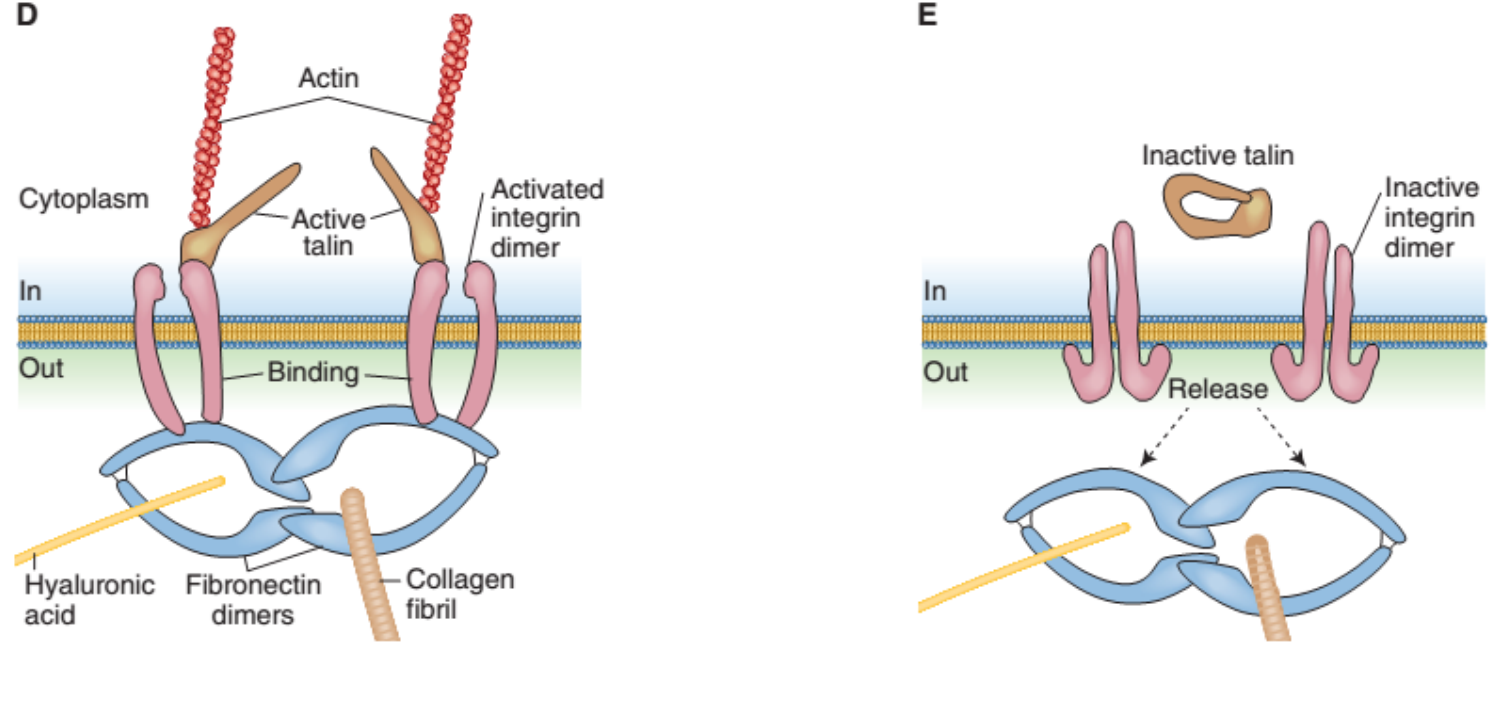 <p>Fibronectin ở chất nền ngoại bào.Gồm 2 ptu protein gắn nhau nhờ 2 lk disulfite.</p><p>1 đầu gắn với vi sợi collagen và proteoglycan</p><p>1 đầu gắn với actin thông qua protein xuyên bào</p>