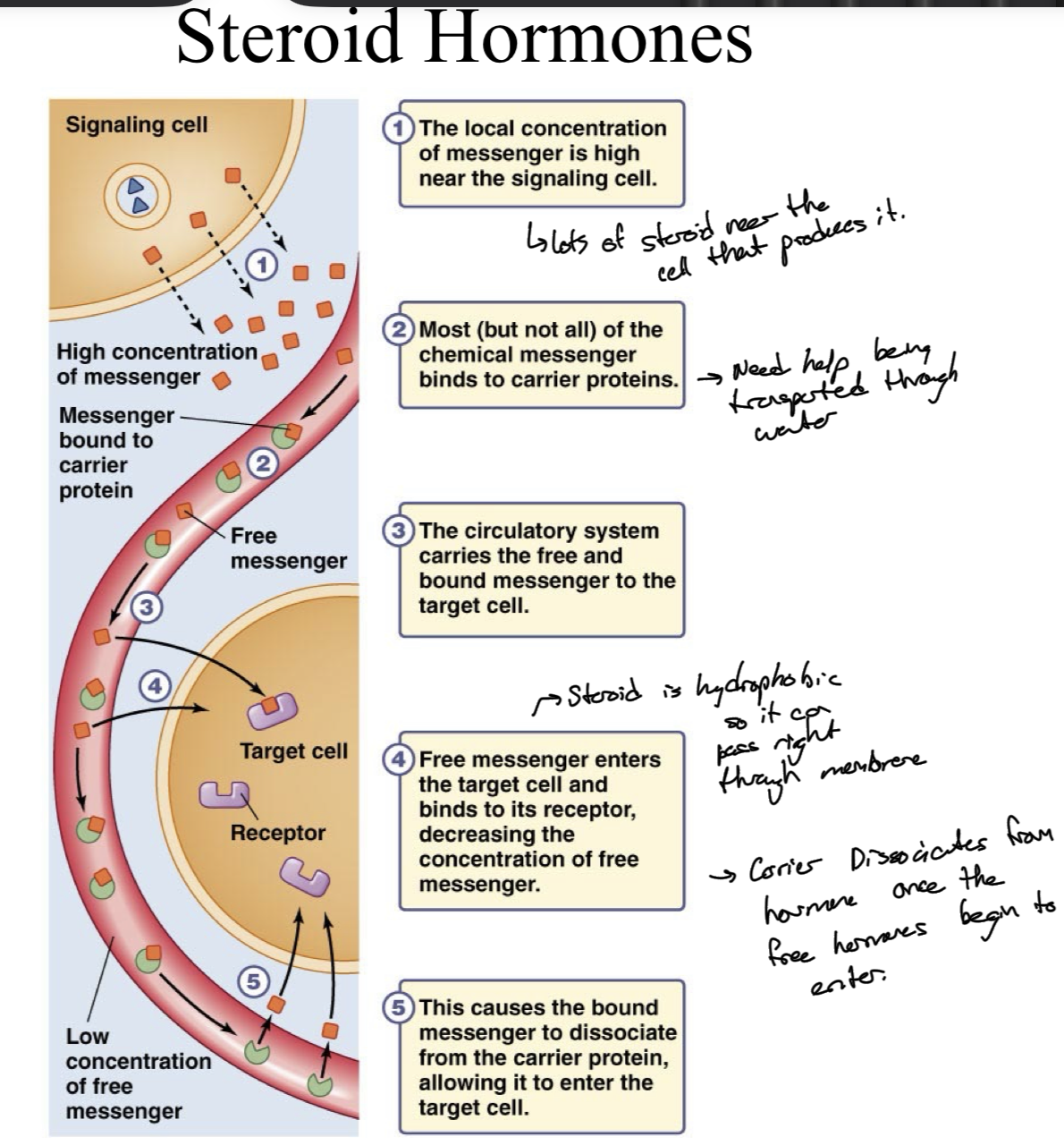 <p>Messenger concentrations are high near the signaling cell</p><p>Most but not all of the messenger binds to carrier proteins</p><p>Circulatory system carries the free and bound messengers to the target cell, and free messengers leave the blood stream to the target, this decrease in unbound messenger causes some of the bound messengers to unbind, increasing release to the target cell in a cascade.</p>