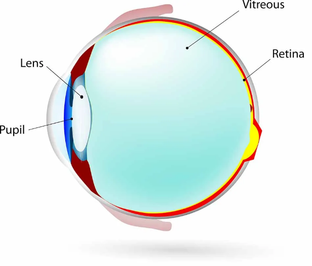 <p>Vitreous humor</p>