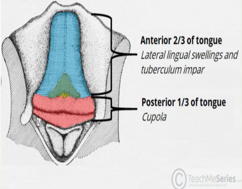 <p>Tongue appears in the embryo ~4 weeks</p><p>• Origins of tissue for the tongue:</p><p> FROM FIRST ARCH: formation of anterior 2/3 of tongue aka</p><p>body of the tongue</p><p>• 2 lateral swellings: Lingual swellings</p><p>• 1 medial swelling: Tuberculum impar</p><p> FROM SECOND, THIRD, & FOURTH ARCH: posterior 1/3</p><p>tongue</p><p>• 1 medial swelling: Copula [hypobranchial</p><p>eminence</p>