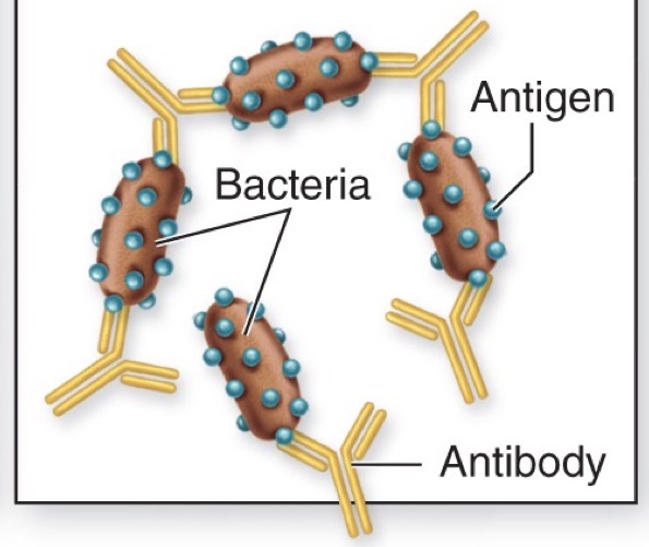 <p>antibody cross-links cells (CLUMPING)</p><ul><li><p>allows phagocytosis to be done more efficiently → multiple bacteria cells are clumped together</p></li></ul><p></p>