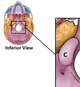<p>Occipital Condyles</p>