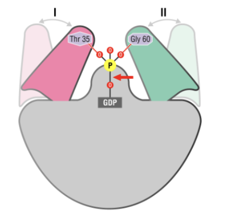 <p>Protéine interrupteur, interagissant avec la guanine du GDP (conformation inactive) ou du GTP (changement de conformation pour l’activer). L’enzyme est désactivée par la lyse du GTP tandis que le GDP rend la liaison possible entre le GTP et l’enzyme. </p>