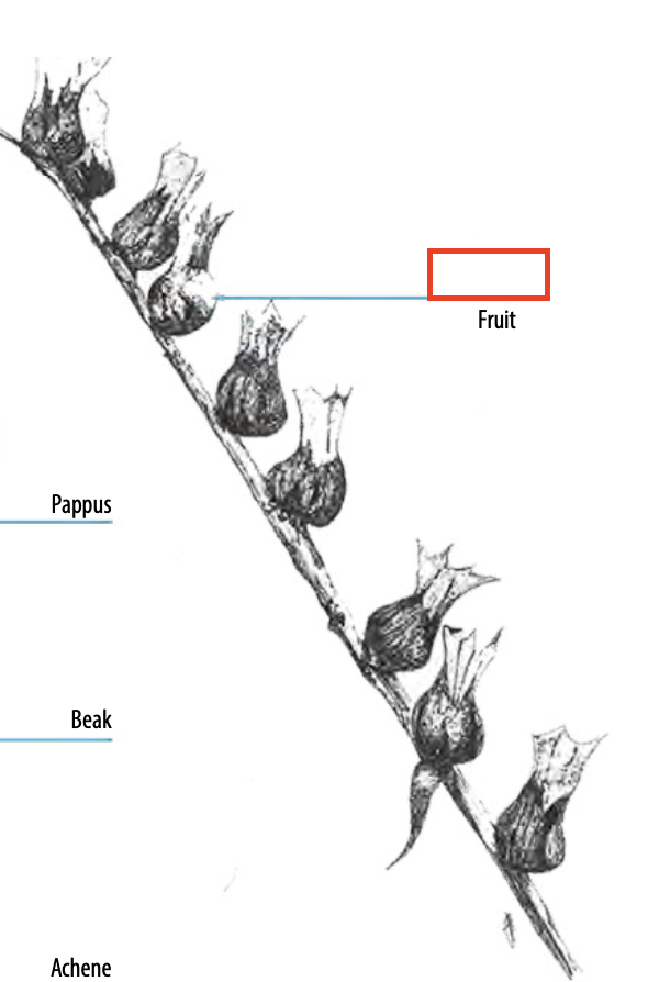 <ul><li><p>a type of simple, dry or (rarely) fleshy fruit which splits open on maturity</p></li></ul><p></p>