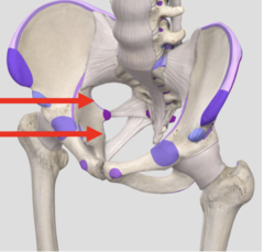 <p>bottom arrow</p>