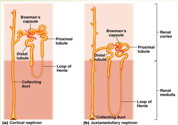 <p>Which nephron is from a desert animal?</p><p></p>