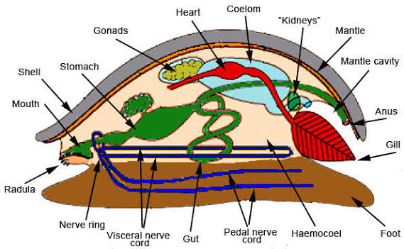 <ul><li><p>foot </p></li><li><p>visceral mass </p></li><li><p>open circulatory system…sinuses for blood</p></li><li><p>mantle - secretes the shell</p></li><li><p>gill for movement</p></li><li><p>muscles</p></li><li><p>organs!!</p></li><li><p>radula - chitin teeth to scrape food off of rocks</p></li></ul><p></p>